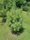 Live Christmas Trees for sale